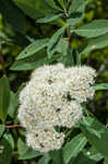 Virginia meadowsweet